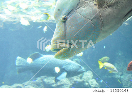 メガネモチノウオ 15530143