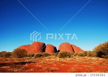 カタジュタ 15530161