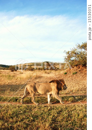 ライオン 15530351