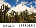 サボテン 15530354