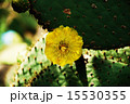 サボテンの花 15530355