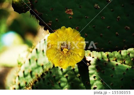 サボテンの花 15530355