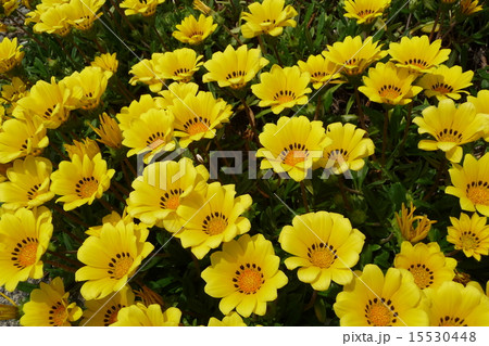 ガザニア ガザニア 15530448