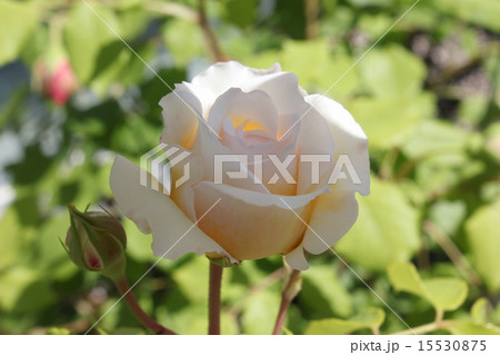 バラ・クレアオースチン 15530875