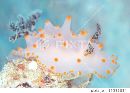 コンペイトウウミウシの写真素材 [15531034] - PIXTA