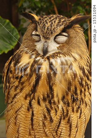 ミミズクの写真素材