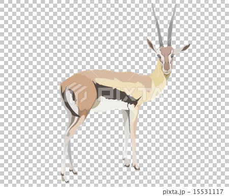 湯姆森加澤爾 15531117