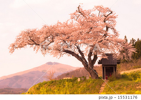 小沢の桜 小沢の桜 15531176
