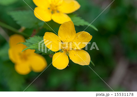 ヤマブキ ヤマブキ 15531178