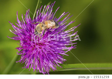 アザミの花と蜜蜂 15531259