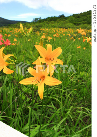 雄国沼のニッコウキスゲ 15531571