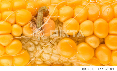 worm eating the corn 15532184