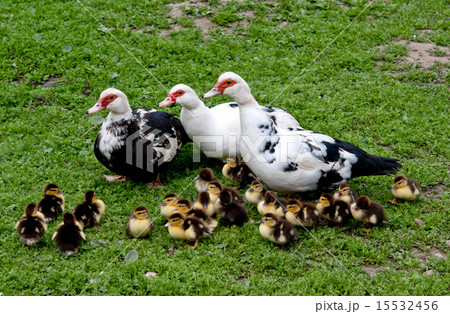 three big duck three big duck 15532456