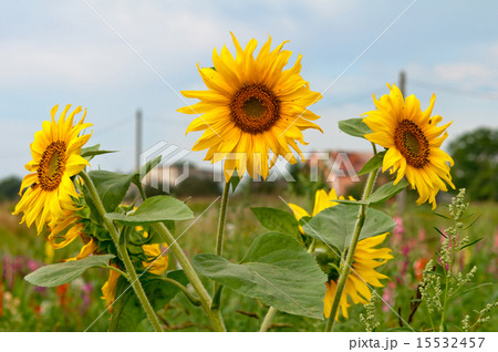 three sunflowers three sunflowers 15532457