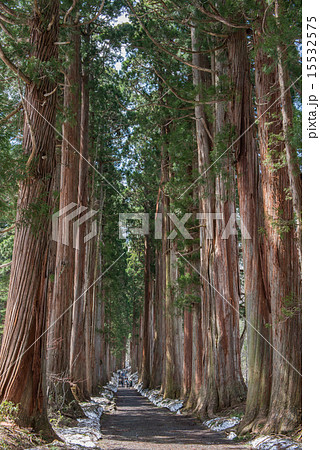 戸隠神社奥社参道の杉並木 戸隠神社奥社参道の杉並木 15532575