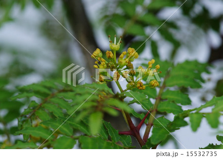 サンショウの花 サンショウの花 15532735