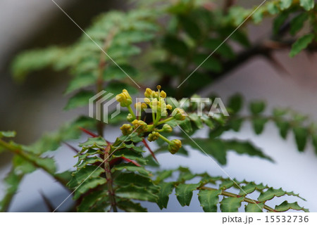 サンショウの花 サンショウの花 15532736