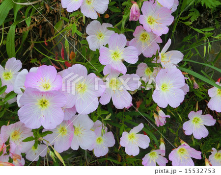 昼咲月見草の花 昼咲月見草の花 15532753