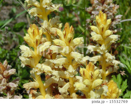 寄生植物 ヤセウツボ 寄生植物 ヤセウツボ 15532769