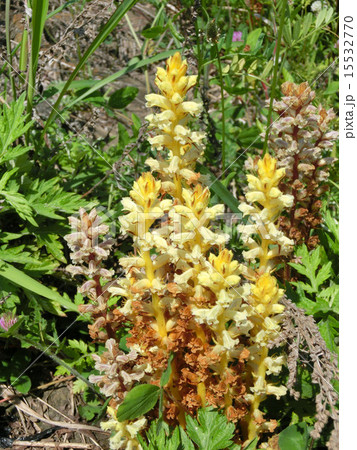 寄生植物 ヤセウツボ 寄生植物 ヤセウツボ 15532770
