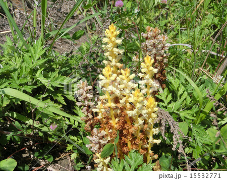 寄生植物 ヤセウツボ 寄生植物 ヤセウツボ 15532771