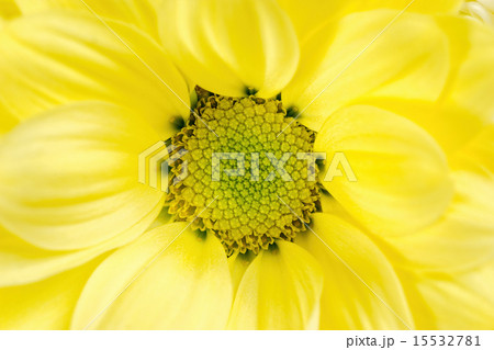 The yellow chrysanthemum flower, closeup, macro 15532781