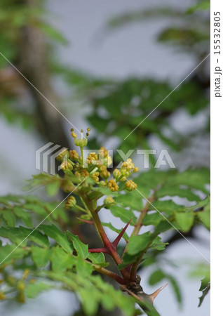 サンショウの花 15532805
