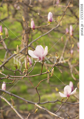 Magnolia flowers Magnolia flowers 15533008