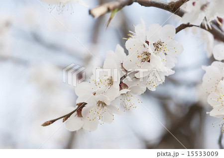 Apricot tree flower 15533009