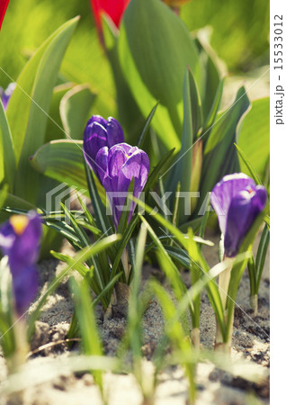 Crocus flower 15533012