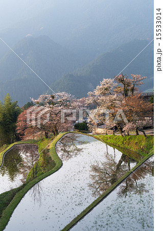 三多気の桜 15533014