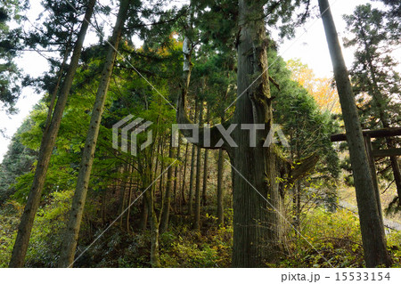 天狗の腰掛杉 天狗の腰掛杉 15533154