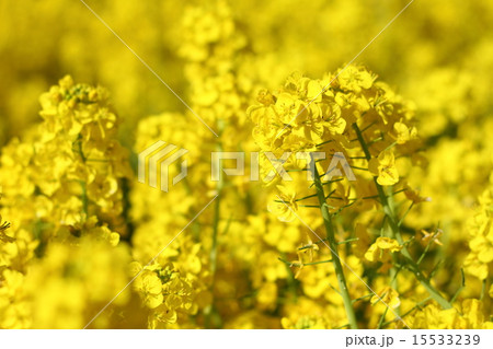 菜の花 菜の花 15533239