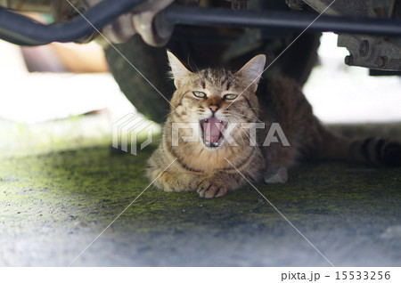 車の下であくびをする猫 15533256