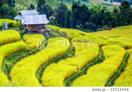 Golden real rice filed Golden real rice filed 15533448