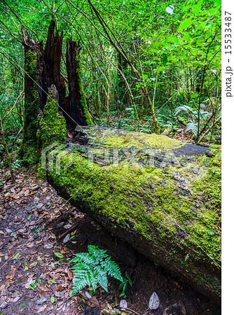 Large dead tree in rainforest, Doi Inthanon Park,  15533487