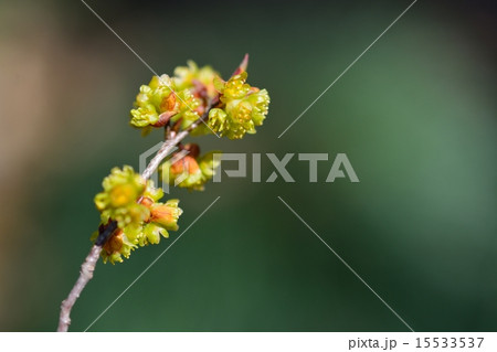 アブラチャン　 15533537