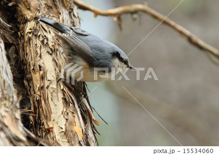 鳥 15534060