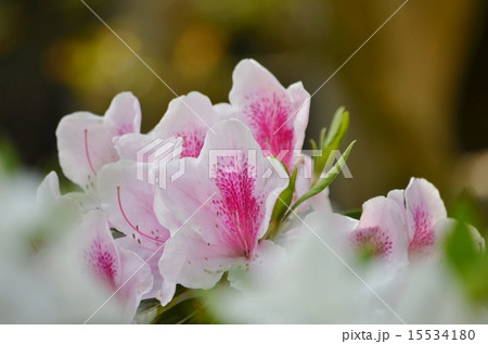 つつじのあけぼの つつじのあけぼの 15534180