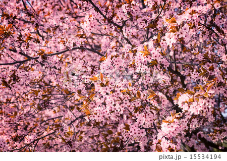 Cherry blossoms 15534194