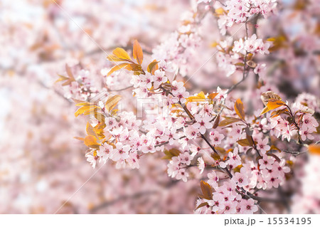 Cherry blossoms 15534195