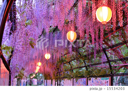 中山の大藤 15534203