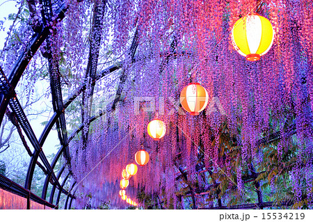 中山の大藤 中山の大藤 15534219