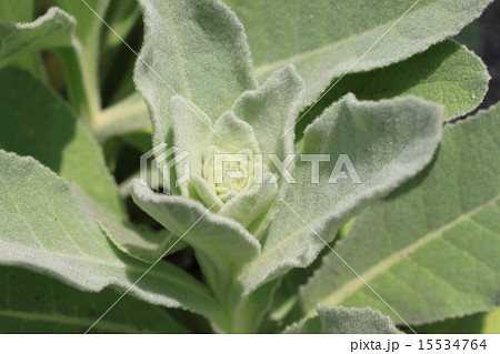 ビロードモウズイカの葉 15534764