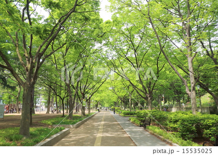 大阪　靭公園のケヤキ並木 15535025