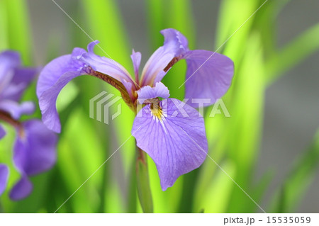 絶滅危惧植物 ナスヒオウギアヤメ 絶滅危惧Ⅱ類 絶滅危惧植物 ナスヒオウギアヤメ 絶滅危惧Ⅱ類 15535059