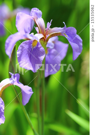 絶滅危惧植物　ナスヒオウギアヤメ　絶滅危惧Ⅱ類 15535062