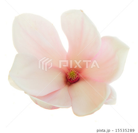 Blossoming pink magnolia Flowers Blossoming pink magnolia Flowers 15535289