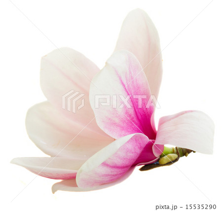 Blossoming pink magnolia Flowers Blossoming pink magnolia Flowers 15535290