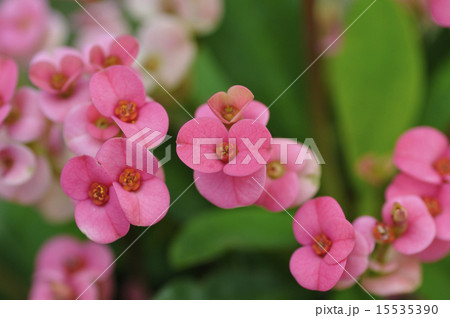 ハナキリン ハナキリン 15535390